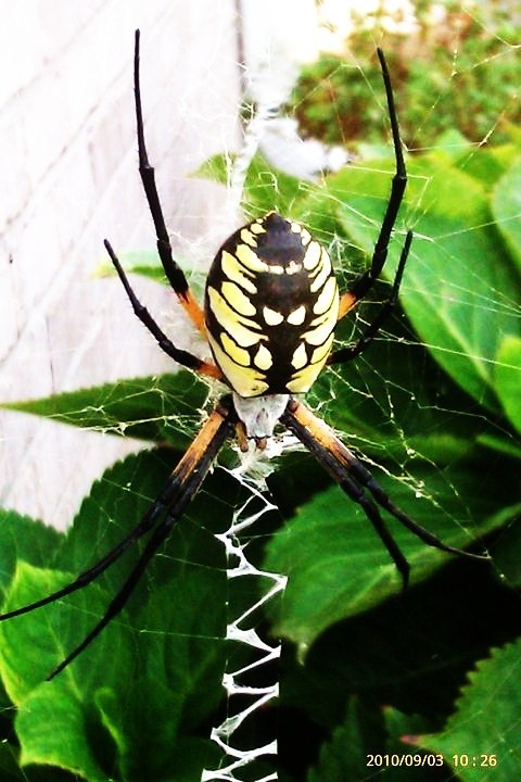 Photo:  Garden Spider